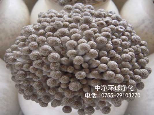 食用菌工厂